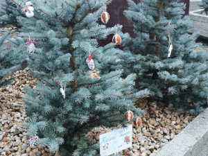 Lidé v Chebu mohou přispět k vánoční výzdobě města