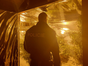Pěstírnu konopí nalezli policisté v rodinném domku na Sokolovsku
