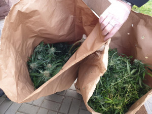 Pěstírnu konopí nalezli policisté v rodinném domku na Sokolovsku