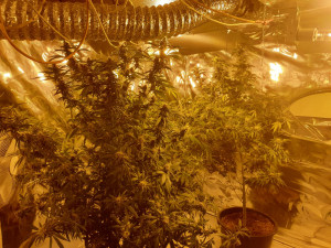 Pěstírnu konopí nalezli policisté v rodinném domku na Sokolovsku