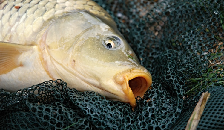 Prodejci vánočních kaprů mají nejvyšší čas nahlásit, kde budou mít letos stánky