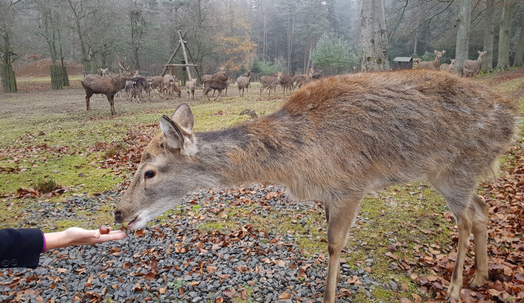 Webová kamera nabízí pohled na zvěř žijící v karlovarských lázeňských lesích