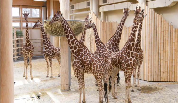 Prostřednictvím Safari Parku můžete své oblíbené zvíře pozvat na sváteční oběd