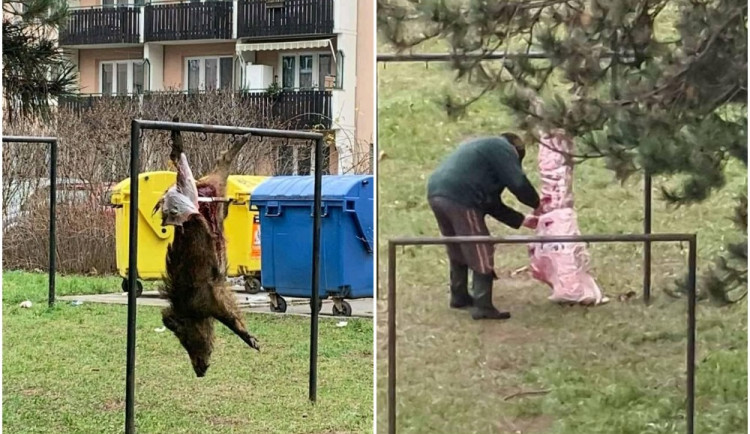 Lidé zavolali policii na myslivce, který na sídlišti v Brně stahoval divočáka. Nic neprovedl, zjistili strážníci