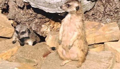 Silvestrovské oslavy nepřežilo mládě surikaty v ZOOPARKU Stěžery