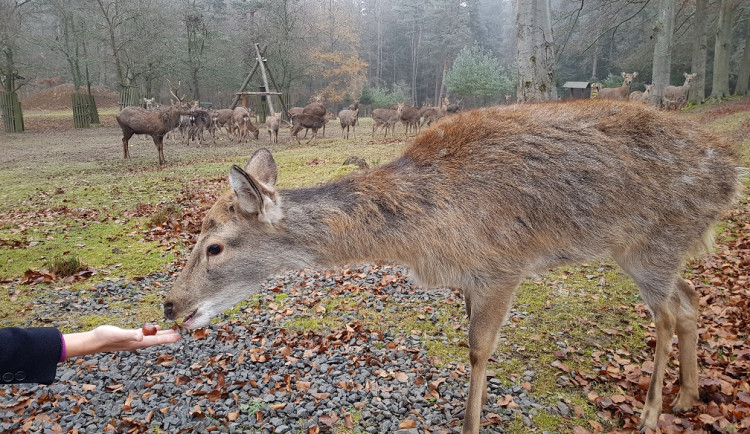 Několik jelenů na Linhartu málem uhynulo, nekrmte zvěř v oborách, prosí ošetřovatelé