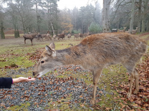 Několik jelenů na Linhartu málem uhynulo, nekrmte zvěř v oborách, prosí ošetřovatelé