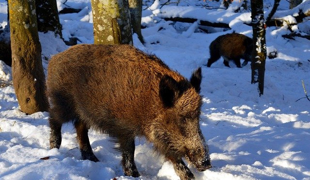 Za měsíc a půl odstřelili myslivci přes 500 divočáků. Chtějí tak zabránit šíření moru