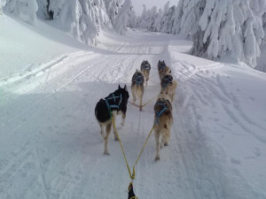 (NE)OBYČEJNÝ: My jim jen poskytujeme radost, sportovec je ten pes a ne člověk, říká zkušený musher Petr Gurega