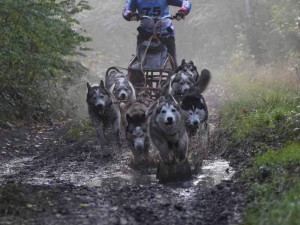 (NE)OBYČEJNÝ: My jim jen poskytujeme radost, sportovec je ten pes a ne člověk, říká zkušený musher Petr Gurega