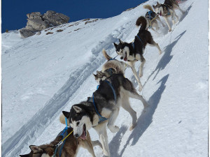 (NE)OBYČEJNÝ: My jim jen poskytujeme radost, sportovec je ten pes a ne člověk, říká zkušený musher Petr Gurega