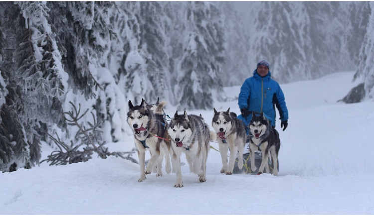 (NE)OBYČEJNÝ: My jim jen poskytujeme radost, sportovec je ten pes a ne člověk, říká zkušený musher Petr Gurega