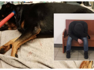 Muž po hádce s partnerkou ubodal psa, soud mu vyměřil rok vězení