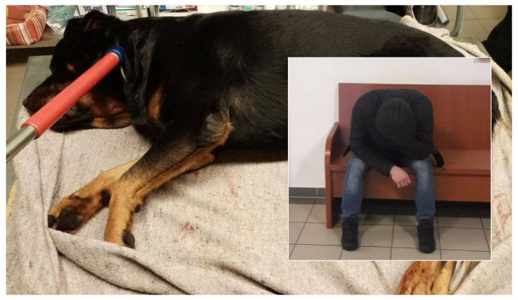 Muž po hádce s partnerkou ubodal psa, soud mu vyměřil rok vězení