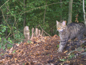 Kočka divoká se po sto letech vrací do české přírody