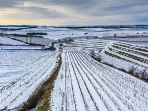 Co se skrývá za sklenkou vína aneb Kdo chce slopat, musí kopat. Vinohrad ani v zimě nespí