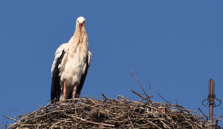 Mnozí čápi už jsou doma ze svých zimovišť