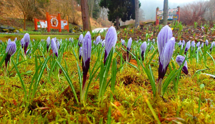 Unikátní botanická zahrada se opět otevřela veřejnosti, počasí ji zatím moc nepřeje