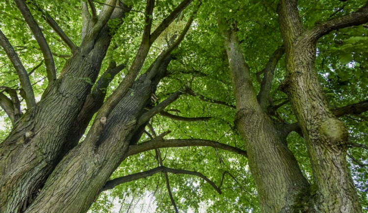 Lípy v Hřebenech na Sokolovsku skončily loni na druhém místě