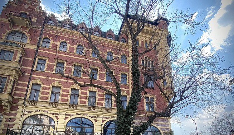 Javor na Smetanově nábřeží se kácet nebude, rozhodla Praha 1
