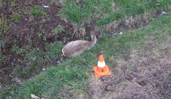 Každých šest hodin se v kraji srazí auto se zvěří. Jak správně reagovat?