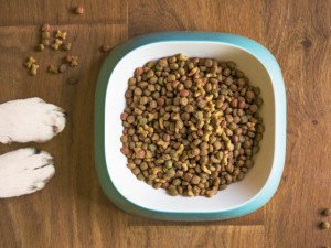 Plná miska granulí po celý den je chyba. Jaké je správné dávkování a jak často krmit psa?