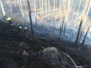 Požár lesa hasilo devět jednotek, další zachraňovali hořící ovčín