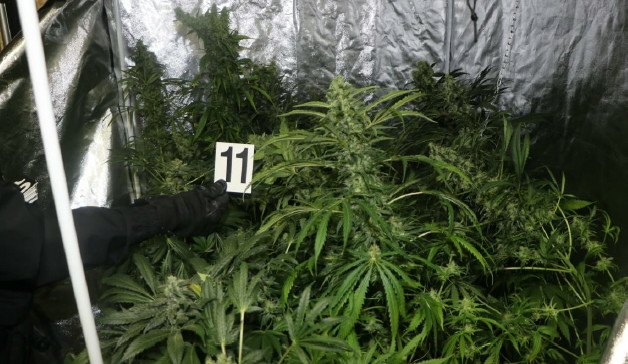 Ze zahradního domku si muž udělal pěstírnu konopí, policisté na místě našli desítky rostlin