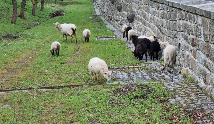Živé sekačky se vrací do třešňového sadu v Karlových Varech, ve stádu skotačí několik jehňat