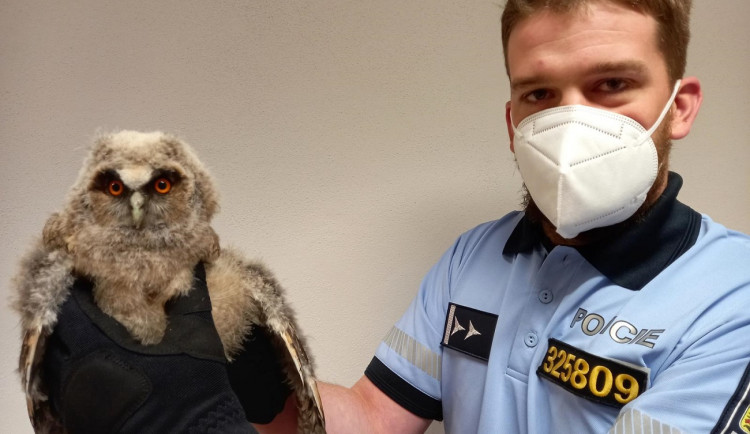 Mládě kalouse ušatého leželo nedaleko silnice, pomohli mu pohoví policisté