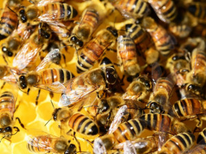 Letošní zimu nepřežilo 15 procent včelstev, zjistili vědci