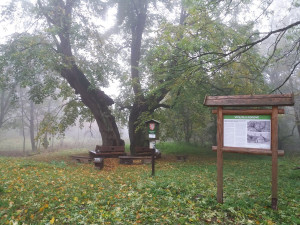 O titul Strom roku bojuje i 600 let stará lípa u Jáchymova