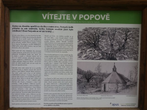 Do finále ankety Strom roku se probojovala 600 let stará lípa u Jáchymova