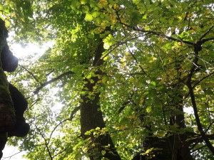 Do finále ankety Strom roku se probojovala 600 let stará lípa u Jáchymova