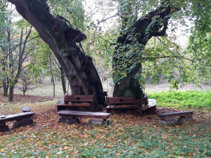 Do finále ankety Strom roku se probojovala 600 let stará lípa u Jáchymova