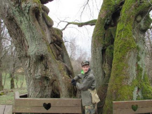 Do finále ankety Strom roku se probojovala 600 let stará lípa u Jáchymova