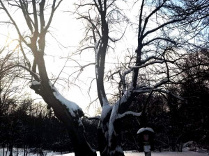 Do finále ankety Strom roku se probojovala 600 let stará lípa u Jáchymova