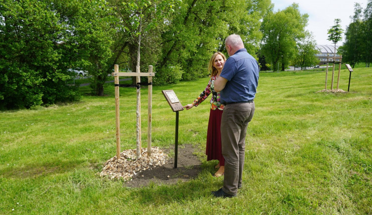 V Sokolově na sídlišti Vítězná vznikl městský park Stromokruh 2020