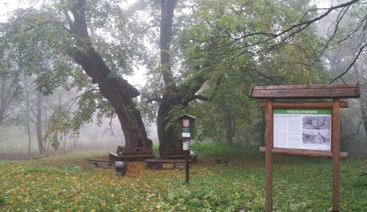 O titul Strom roku bojuje i 600 let statá lípa u Jáchymova