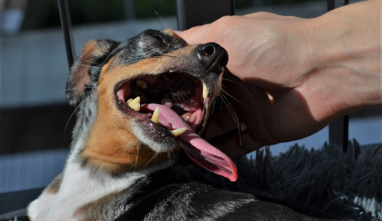 Lidé by měli ve vedrech věnovat pozornost i zvířatům