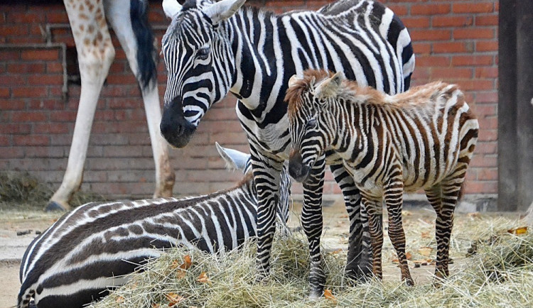 ZOO i Botanickou zahradu zatím povedou současní ředitelé