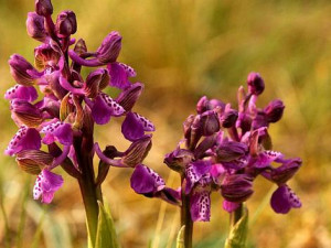 Ochránci přírody zachraňují poslední orchideje na hoře Vladař
