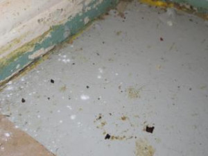 Inspekce uzavřela restauraci v Karlových Varech. Uvnitř našla myší trus a plesnivé zdi