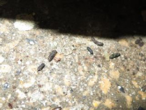 Inspekce uzavřela restauraci v Karlových Varech. Uvnitř našla myší trus a plesnivé zdi