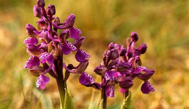 Ochránci přírody zachraňují poslední orchideje na hoře Vladař.