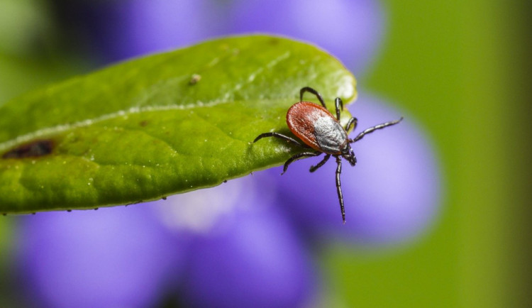 Pozor na klíšťata. Jejich aktivita je dnes na nejvyšším stupni
