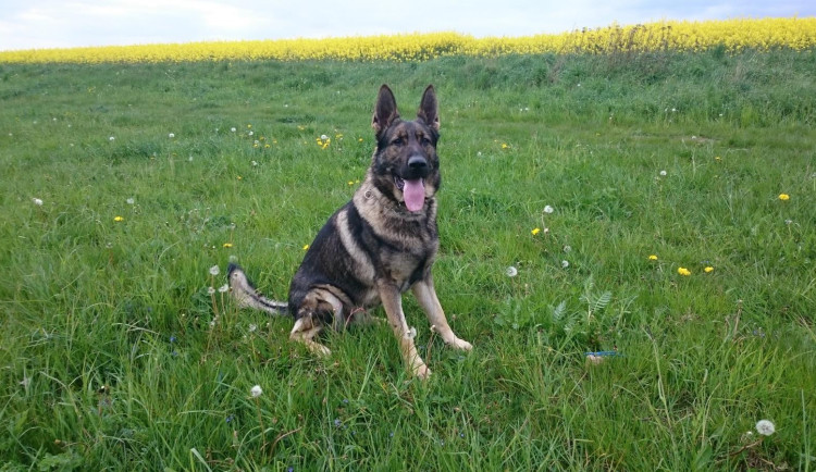 Policisté se loučí se čtyřnohým parťákem, služební pes Garrit pomohl dopadnout i vraha na Rotavě