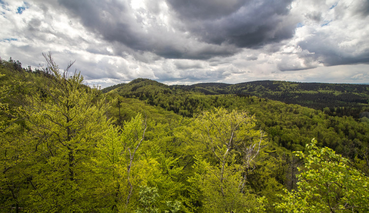Jizerskohorské bučiny a UNESCO. Máme z toho radost i mírné obavy, přiznává ochranář Jiří Hušek