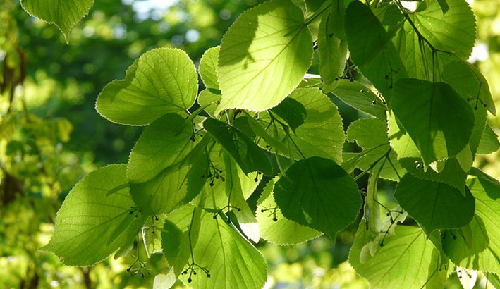 Stoletá alej v Novém Boru se dočká druhé etapy odborného ošetření