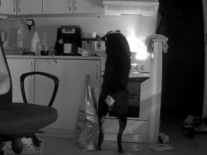 Pes způsobil požár na sporáku kuchyně bytu v panelovém domu, vše zachytila bezpečnostní kamera